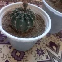 سه گلدان گل کاکتوس ویه گلدان گل گهواره ای|گل و گیاه طبیعی|شاهین دژ, |دیوار