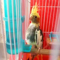 جوجه عروس هلندی|پرنده|سبزوار, غرب نیروگاه|دیوار