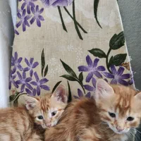 حیوانات خانگی|گربه|شیراز, سلطان آباد|دیوار