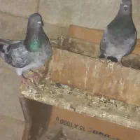 کبوتر|پرنده|شادگان, |دیوار