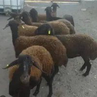 ،دام و بره زنده جهت عروسی.قربانی. تولد بچه عقیقه ،