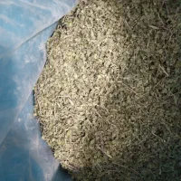 آویشن پهن