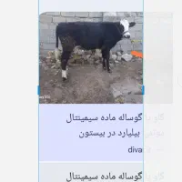 گاو وگوساله
