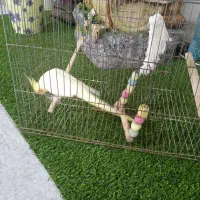 عروس هلندی|پرنده|رامهرمز, |دیوار