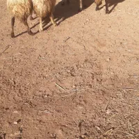 گوسفند قصر برای قربانی ونظری|حیوانات مزرعه|ماکو, |دیوار