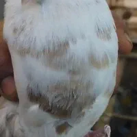 کبوتر سفید دم قهوه‌ای