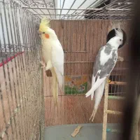 عروس هلندی