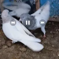 انگشترکبوتر قشنگ|بدلیجات|بجنورد, |دیوار