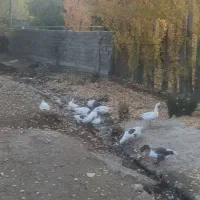 گاز محلی|حیوانات مزرعه|قیدار, |دیوار