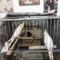 عروس هلندی فروشی. نر و ماده