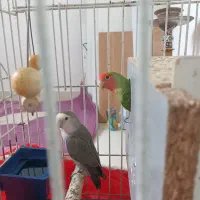 طوطی برزیلی|پرنده|محمدیه-قزوین, |دیوار