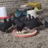 جوجه و مرغ خانگی