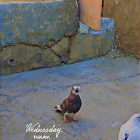 یک کبوتر شازده و یک کات تهرانی|پرنده|کنگاور, |دیوار