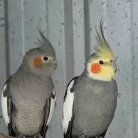 تعویض عروس هلندی ماده با نر