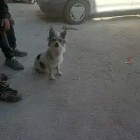 سگ پاکوتاه خشکل وحرف گوش کن|سگ|کاشمر, |دیوار