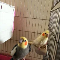 یه جفت عروس هلندی با جوجه