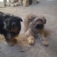 سگ پاکوتاه‌شیتزو