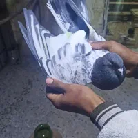 کبوتر پرشی|پرنده|ماهنشان, |دیوار