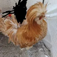 خروس کاکلی لهستانی