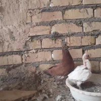 کفتر بمب ماده هوایی منزل آباد