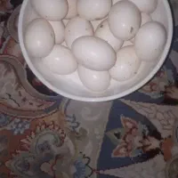 تخم کبوتر تازه