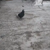 کفتر پلنگ نر