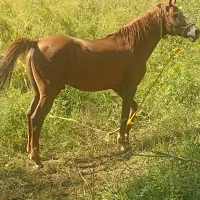 خرید و فروش اسب )). ترگور و مرگور