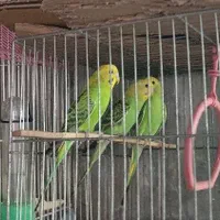 مرغ عشق|پرنده|سمنان, |دیوار