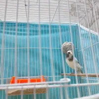 قناری نر|پرنده|مشهد, کاظم آباد پنجشنبه|دیوار