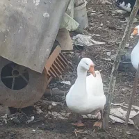 قو غاز|حیوانات مزرعه|رودسر, |دیوار