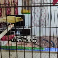 قناری ماده اماده جفت سهره