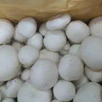 قارچ تازه درجه یک ۸۰ هزار تومان زیر قیمت بازار