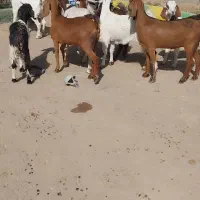 بزغاله ماده‌ بزرگ و کولار چاق وسرحال