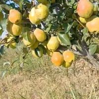 نیازمند باغبان حرفه ای شراکت|خدمات باغبانی و درختکاری|قزوین, |دیوار