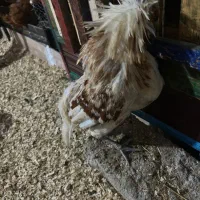 جوجه لهستانی ویاندوت ایام سمانی برهما مرغ وخروس|حیوانات مزرعه|رشت, گیل|دیوار