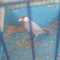 فنچ نرگسی شکلاتی/لانه چوبی نرگسی و کوتوله|پرنده|آمل, |دیوار