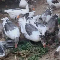 غاز بزرگ و کوچک تخم گذار ۳ ساله