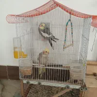 عروس هلندی|پرنده|نکا, |دیوار