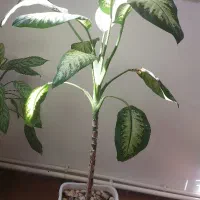 گل انگشتی و گل دیفن باخیا|گل و گیاه طبیعی|مرند, |دیوار