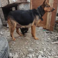 ژرمن ماده|سگ|محمدشهر, علی آباد گونه|دیوار