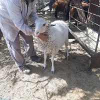 فروش ویژه بره قوچ لاکن