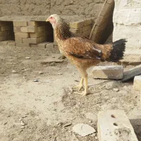 ۱۰۰۰۰۰۰