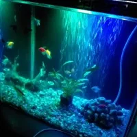 فروش آکواریوم|ماهی|بیجار, |دیوار