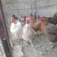 مرغ تخم گذار|حیوانات مزرعه|شوشتر, |دیوار