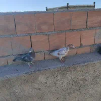 دوعدد کفترقلدر|پرنده|شیروان (خراسان), |دیوار