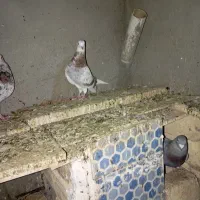 کبوتر نر|پرنده|ساوه, |دیوار