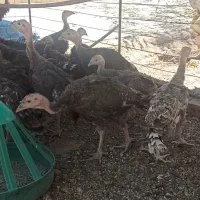 جوجه بوقلمون محلی