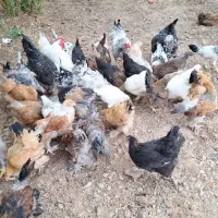 مرغ و خروس گلین و نیمچه مرغ و خروس برهما