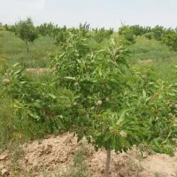 زمین کشاورزی مرغوب