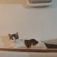 واگذاری گربه آرام وبامزه وحرف گوش کن|گربه|پرند, فاز ۵|دیوار